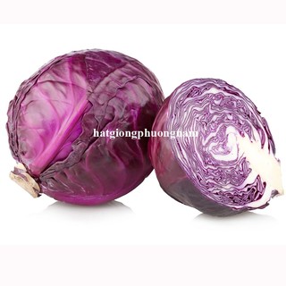 0,5 Gram - Hạt Giống Bắp Cải Tím Phương Nam