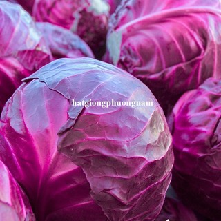 0,5 Gram - Hạt Giống Bắp Cải Tím Phương Nam