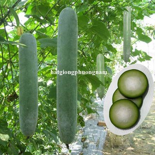 50 Hạt - Hạt Giống Bí Xanh Trái Dài(Bí Sặt) Phương Nam