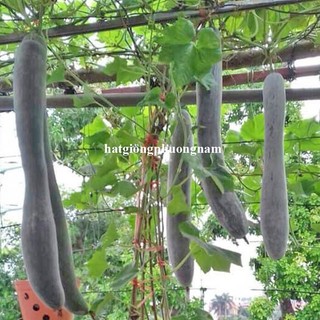 50 Hạt - Hạt Giống Bí Xanh Trái Dài(Bí Sặt) Phương Nam