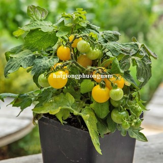 20 Hạt - Hạt Giống Cà Chua Bi Vàng Lùn Phương Nam