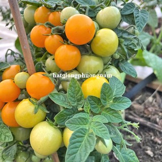 20 Hạt - Hạt Giống Cà Chua Bi Vàng Lùn Phương Nam