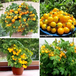 20 Hạt - Hạt Giống Cà Chua Bi Vàng Lùn Phương Nam