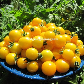 20 Hạt - Hạt Giống Cà Chua Bi Vàng Lùn Phương Nam