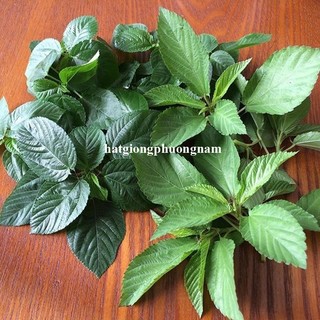 10 Gram - Hạt Giống Rau Đay Xanh Phương Nam