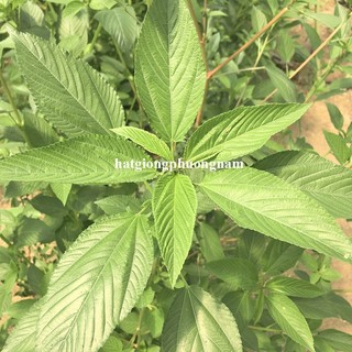 10 Gram - Hạt Giống Rau Đay Xanh Phương Nam