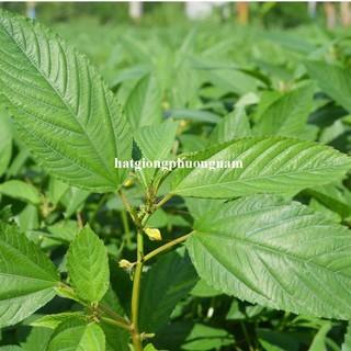 10 Gram - Hạt Giống Rau Đay Xanh Phương Nam