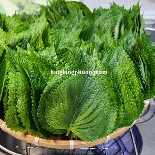 0.5 Gram - Hạt Giống Rau Thơm Mè  ( Hàn Quốc) F1 Phương Nam