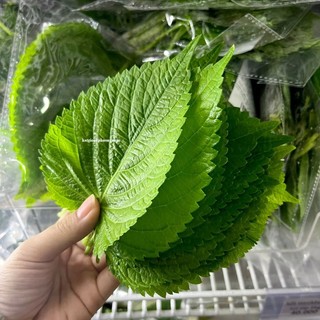 0.5 Gram - Hạt Giống Rau Thơm Mè  ( Hàn Quốc) F1 Phương Nam