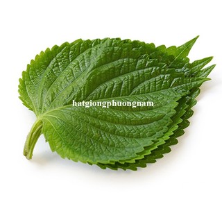 0.5 Gram - Hạt Giống Rau Thơm Mè  ( Hàn Quốc) F1 Phương Nam