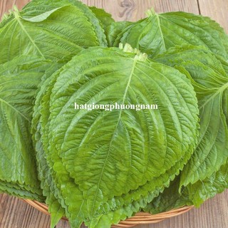 0.5 Gram - Hạt Giống Rau Thơm Mè  ( Hàn Quốc) F1 Phương Nam