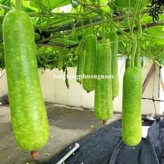 10 Hạt - Hạt Giống Bầu Sao Lai Phương Nam