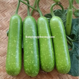 10 Hạt - Hạt Giống Bầu Sao Lai Phương Nam