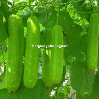 10 Hạt - Hạt Giống Bầu Sao Lai Phương Nam