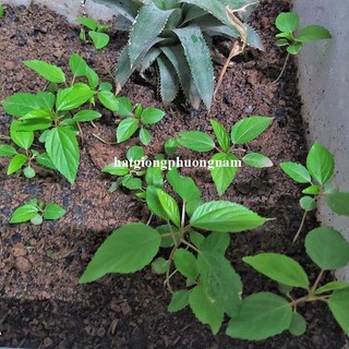 10 Gram - Hạt Giống Rau Đay Đỏ Phương Nam
