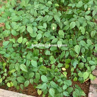 10 Gram - Hạt Giống Rau Đay Đỏ Phương Nam