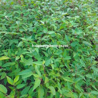 10 Gram - Hạt Giống Rau Đay Đỏ Phương Nam