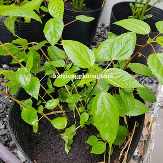 10 Gram - Hạt Giống Rau Đay Đỏ Phương Nam
