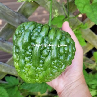 5 Hạt - Hạt Giống Khổ Qua Trái Tim F1 Phương Nam