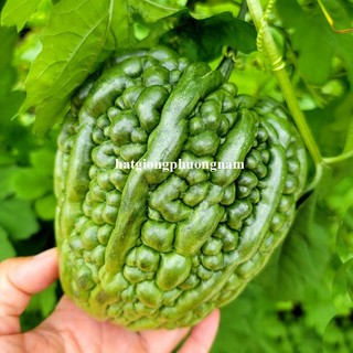 5 Hạt - Hạt Giống Khổ Qua Trái Tim F1 Phương Nam