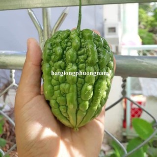 5 Hạt - Hạt Giống Khổ Qua Trái Tim F1 Phương Nam