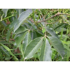 Cây dầu giun khô thượng hạng JINDO 1kg
