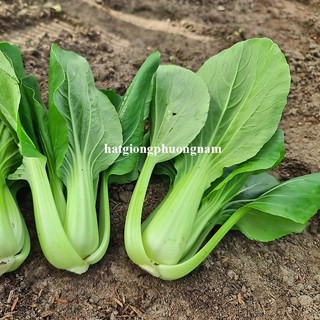 5 Gram - Hạt Giống Cải Thìa F1 Phương Nam