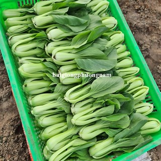 5 Gram - Hạt Giống Cải Thìa F1 Phương Nam
