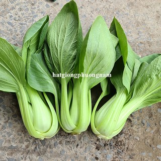 5 Gram - Hạt Giống Cải Thìa F1 Phương Nam