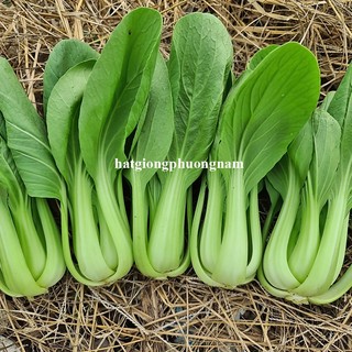 5 Gram - Hạt Giống Cải Thìa F1 Phương Nam