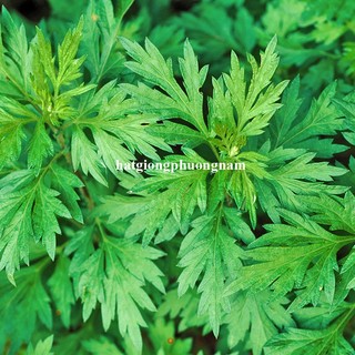50 Hạt - Hạt Giống Rau Ngải Cứu Phương Nam