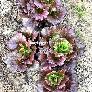 0,5 Gr - Hạt Giống Xà Lách Đỏ Icy Ruby Phương Nam