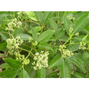 Cây ba chạc khô 1kg tốt cho sức khỏe