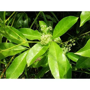 Cây ba chạc khô 1kg tốt cho sức khỏe