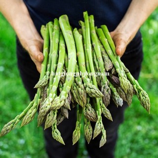 0.5 Gram - Hạt Giống Măng Tây Chịu Nhiệt Năng Suất Khủng Phương Nam