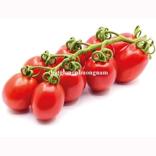 20 Hạt - Hạt Giống Cà Chua Cherry Đỏ Phương Nam