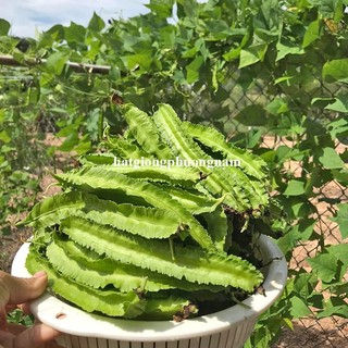 10 Gram - Hạt Giống Đậu Rồng Phương Nam