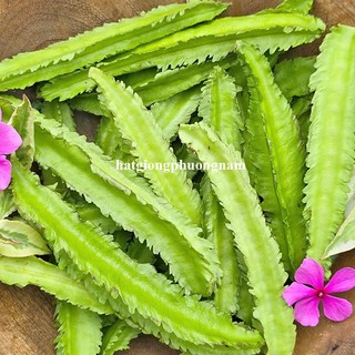 10 Gram - Hạt Giống Đậu Rồng Phương Nam