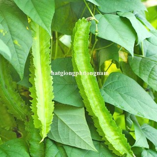 10 Gram - Hạt Giống Đậu Rồng Phương Nam