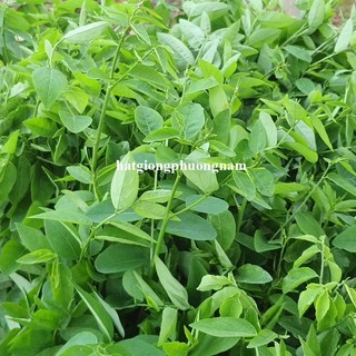 50 Hạt - Hạt Giống Rau Ngót Phương Nam