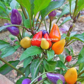 40 Hạt - Hạt Giống Ớt Ngũ Sắc Phương Nam