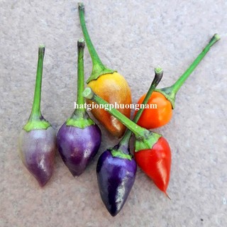 40 Hạt - Hạt Giống Ớt Ngũ Sắc Phương Nam