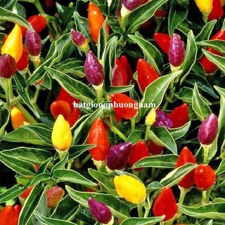 40 Hạt - Hạt Giống Ớt Ngũ Sắc Phương Nam