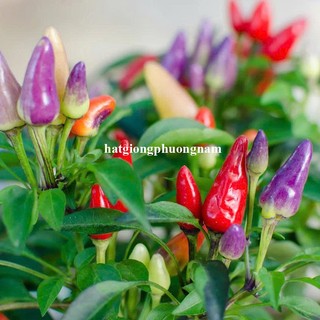 40 Hạt - Hạt Giống Ớt Ngũ Sắc Phương Nam