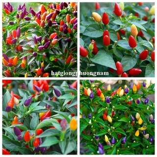 40 Hạt - Hạt Giống Ớt Ngũ Sắc Phương Nam