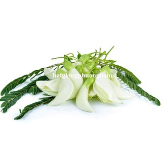50 Hạt - Hạt Giống So Đũa Phương Nam