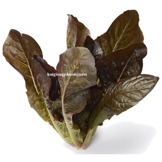1 Gram - Hạt Giống Xà Lách Đỏ Romaine Phương Nam
