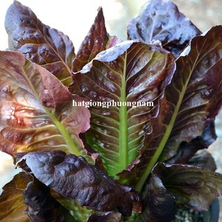 1 Gram - Hạt Giống Xà Lách Đỏ Romaine Phương Nam
