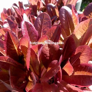 1 Gram - Hạt Giống Xà Lách Đỏ Romaine Phương Nam