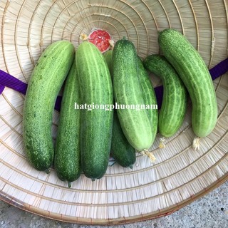 2 Gram - Hạt Giống  Dưa  Leo Phương Nam